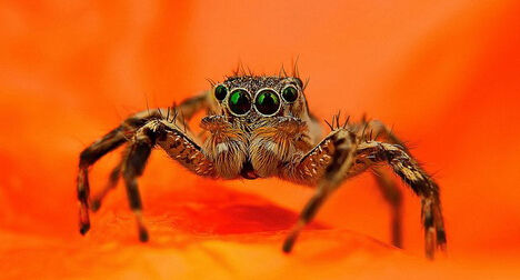 什么样的爬虫是违法的?